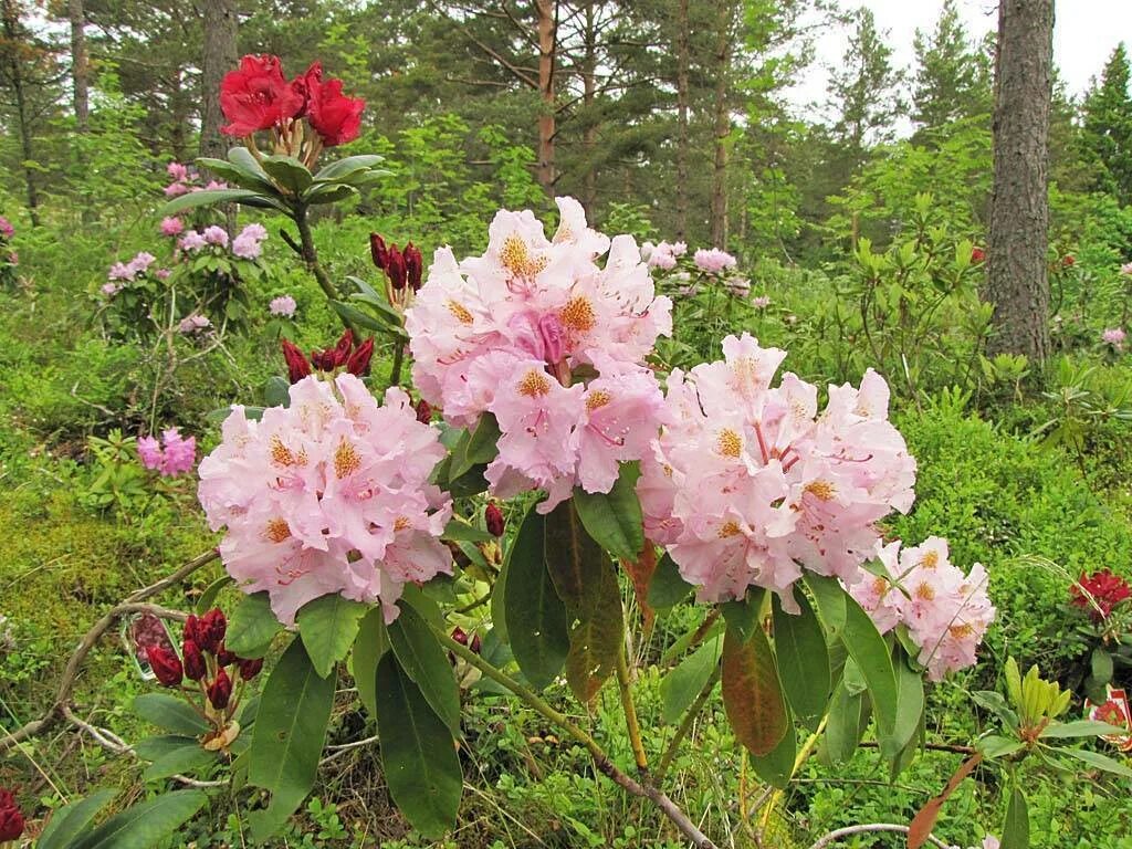 Сорта рододендронов описание фото. Рододендрон гибридный Лита (Lita). Рододендрон гибридный (сорт 'Lita'). Рододендрон Elvira. Рододендрон Валькирия.