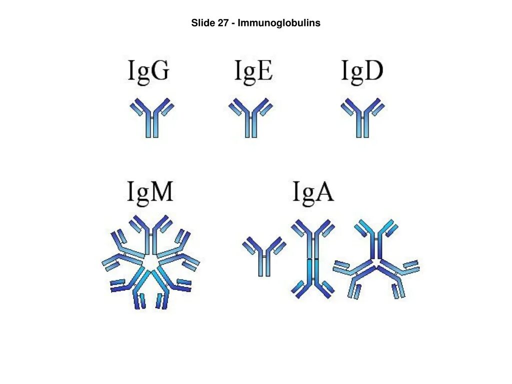 Иммуноглобулин igm igg. IGM иммуноглобулин. Иммуноглобулин g3. IGM антитела строение. IGG иммуноглобулин.