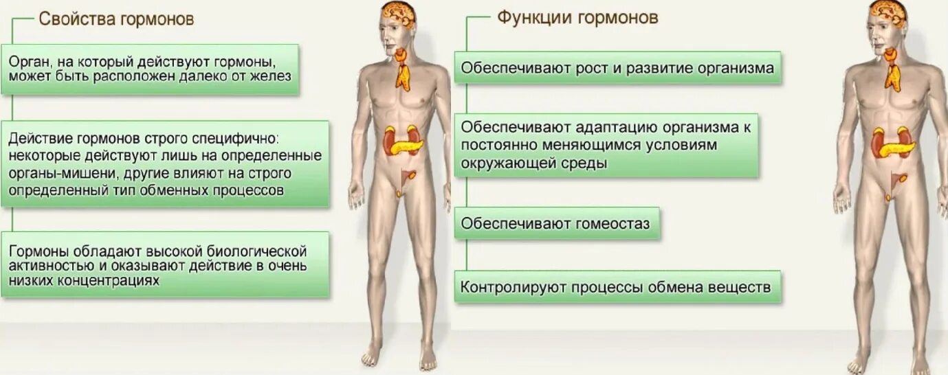 Гормоны в организме человека. Гормональные органы в организме человека. Где вырабатываются гормоны. Органы вырабатыва.щие гормоны.