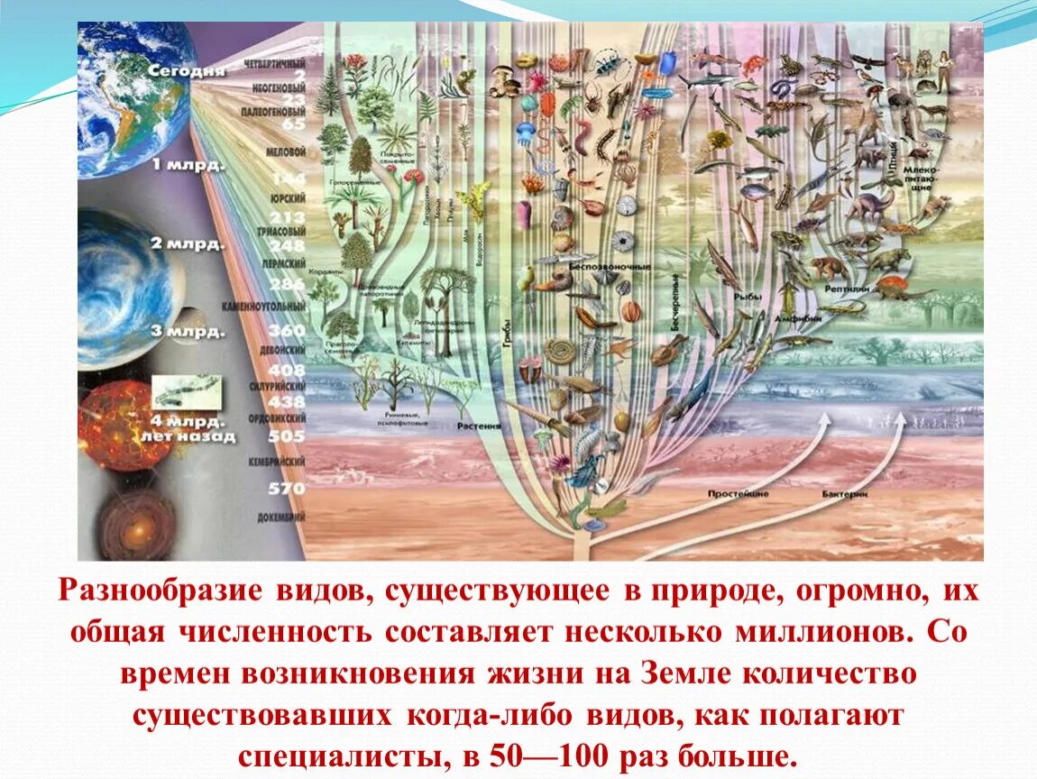 Как осуществлялось защита жизни до появления. Многообразие видов. Многообразие видов на земле. Разнообразие жизни на земле. Многообразие видов в природе.