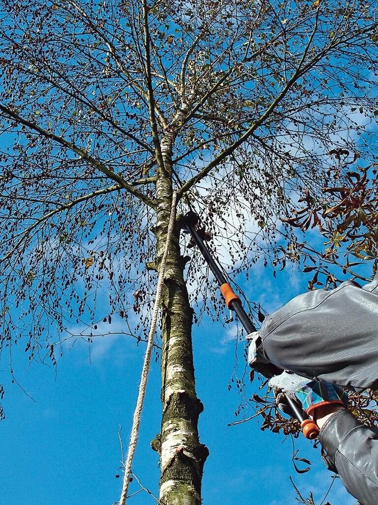 Спилить дерево закон. Спиливание деревьев. Спиленное дерево. Спиливание веток высоких деревьев. Спиленные деревья на участке.