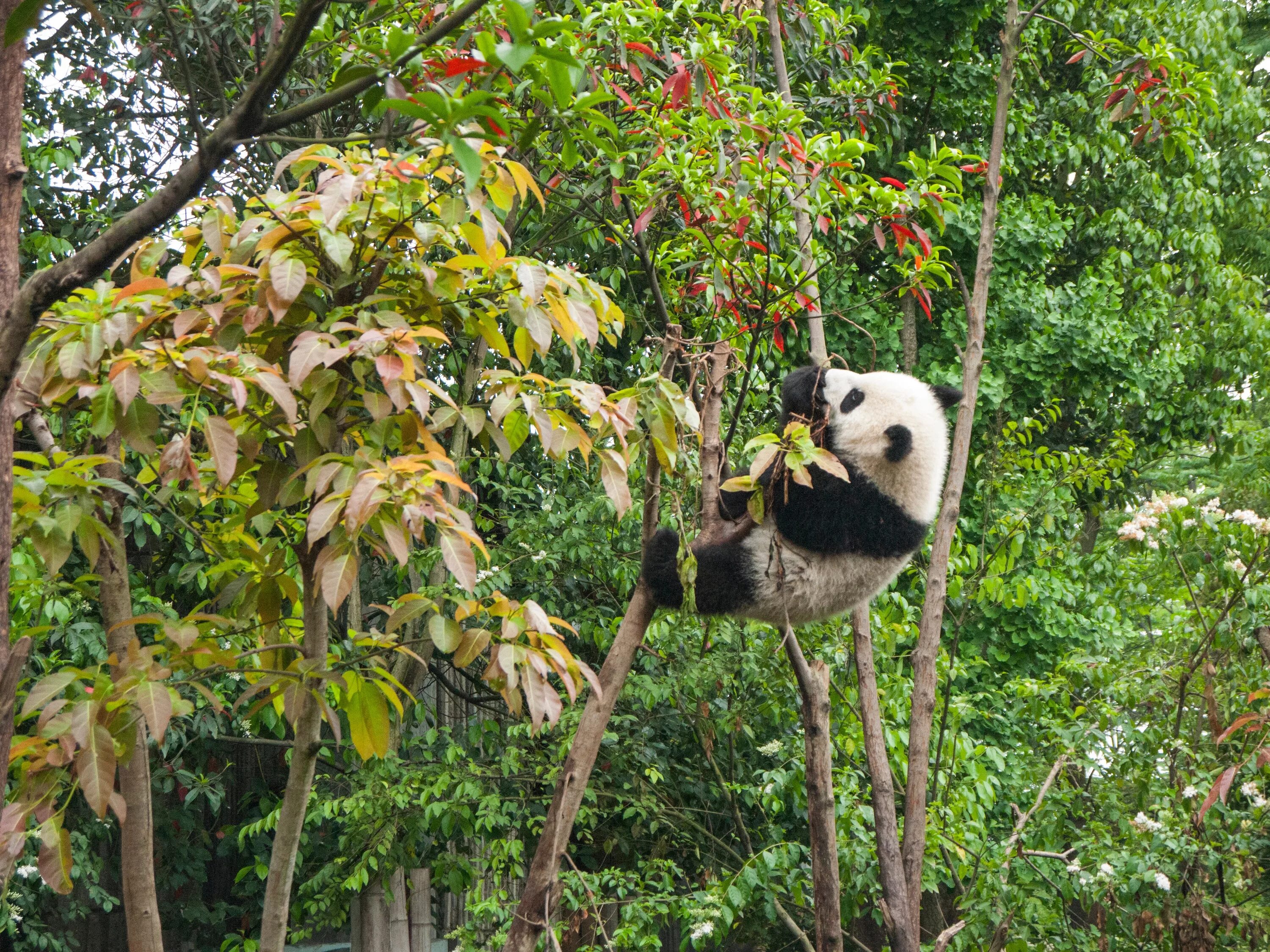 Фауна китая московский зоопарк. Бамбуковые панды китайские. Панды на дереве. Панда фото. Природа Китая животные.