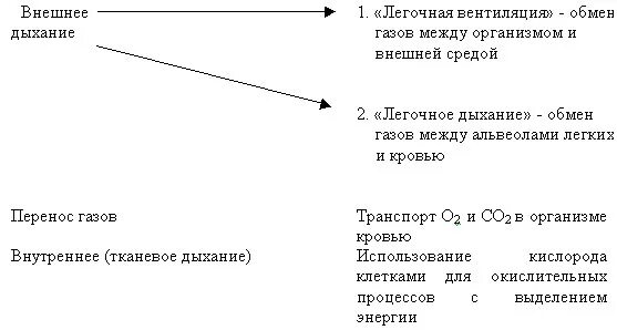 Дыхание таблица 8 класс биология. Легочное и тканевое дыхание таблица. Таблица по биологии 8 класс газообмен в легких и тканях. Таблица газообмен в легких и тканях 8 класс. Конспект урока по биологии 8 класс газообмен в легких и тканях.