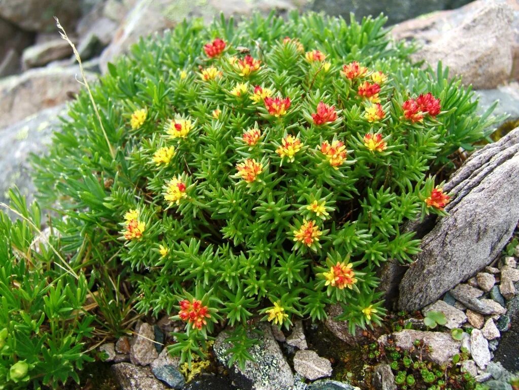 Rhodiola rosea. Родиола розовая. Золотой корень родиола розовая. Родиола розовая Байкал. Родиола розовая растение.