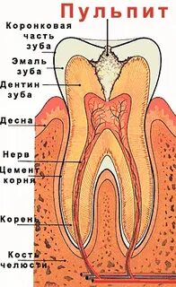 Нерв зуба где