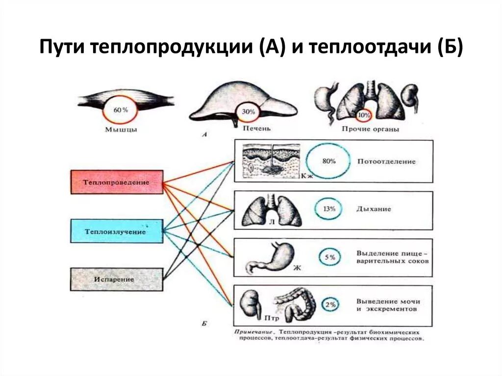 В теплоотдаче главную роль играет. Механизмы теплообразования и теплоотдачи таблица. Пути теплообразования и теплоотдачи. 2. Механизмы теплообразования и пути теплоотдачи. Терморегуляция теплопродукция и теплоотдача схема.