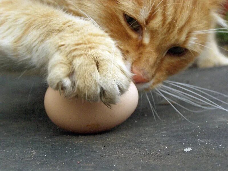 яичница кот. коте яичко. коте яичко. пушистые кошачьи яйца. я кот.