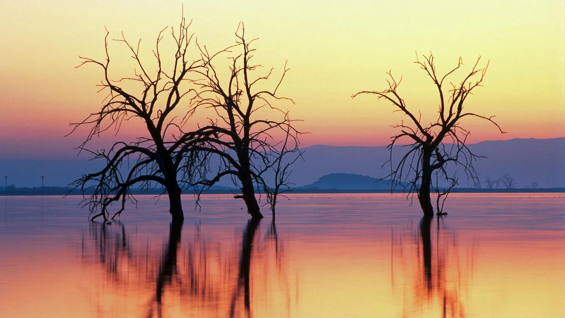 Отражение деревьев в воде. Деревья отражаются в воде. Отражение деревьев в озере. Отражение заката в воде.