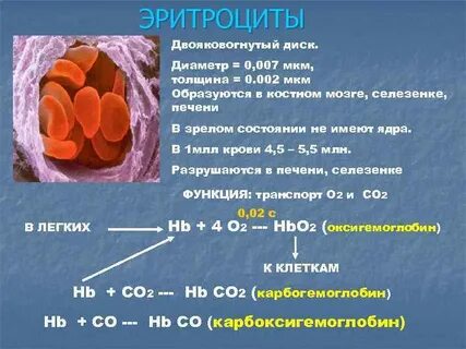 Наличие ядра эритроцитов