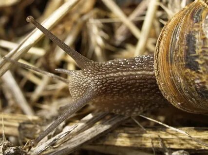 Cornu aspersum 