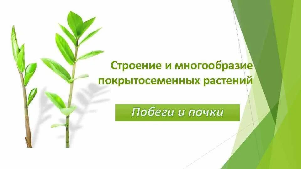 Жизнедеятельность покрытосеменных. Побег и почки покрытосеменных. Обновления побегов растений. Побег у покрытосеменных. Проект по многообразию побегов растений.