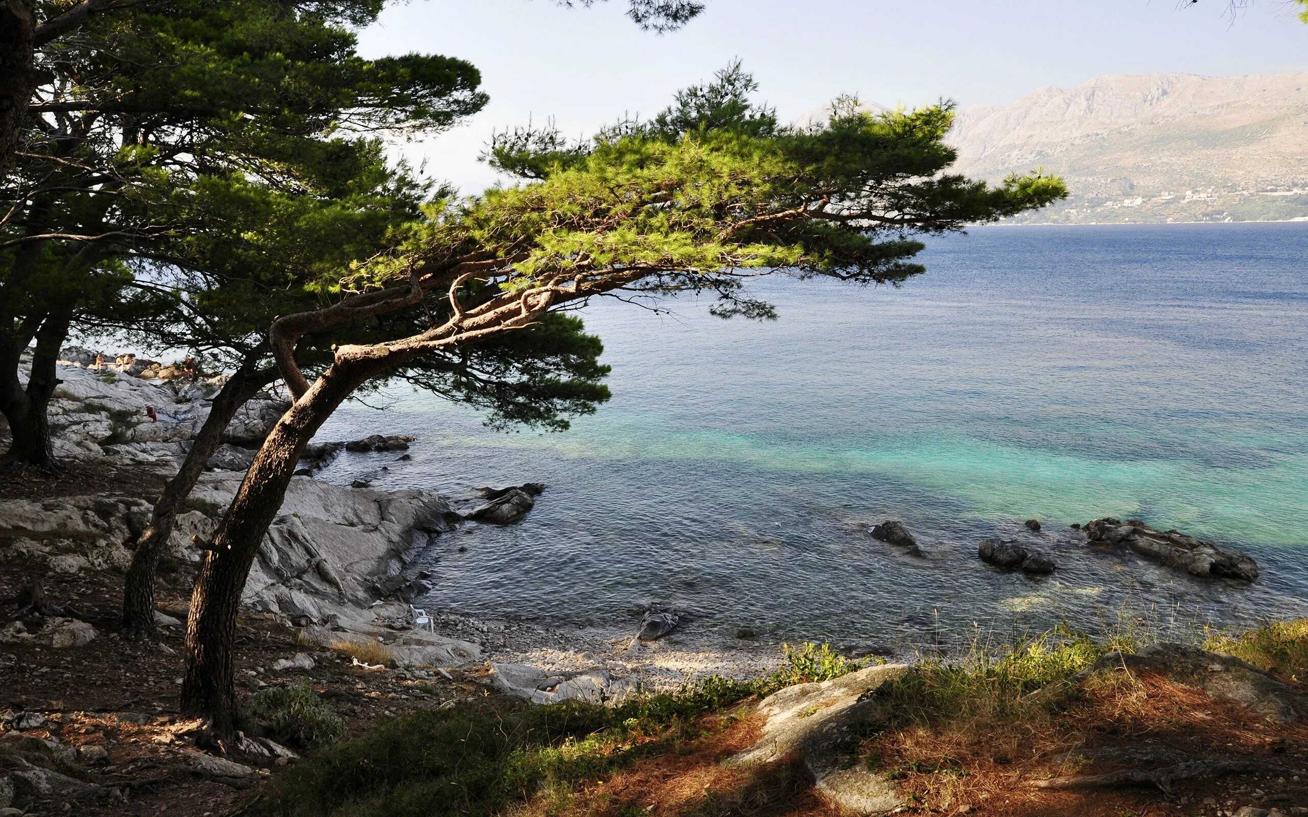 Хорватия Пицундская сосна и море. Крым сосны и море. Море сосны. Сосны на берегу моря. Хвойный океан
