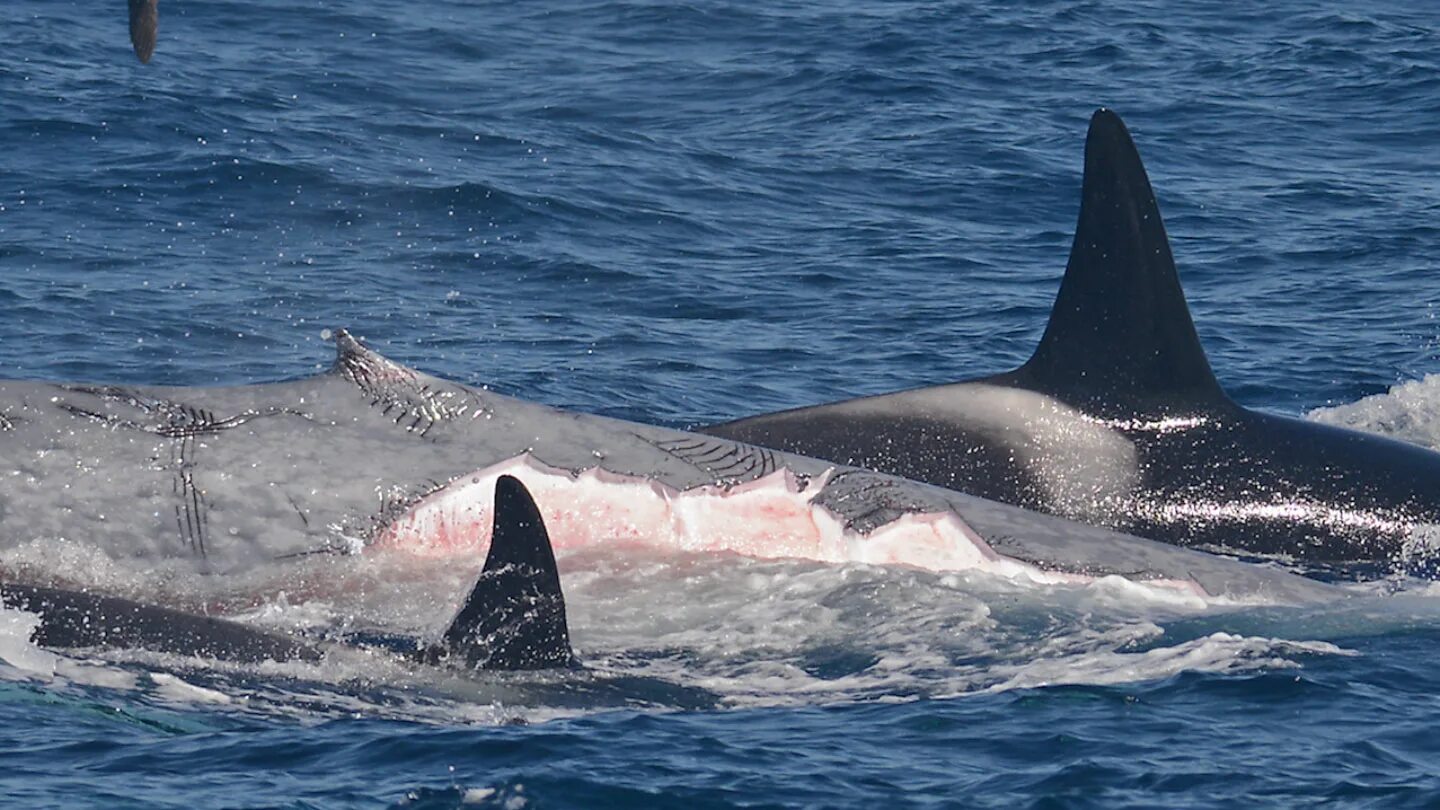 Нападение касаток. Касатка охота на кита. Синий кит и Касатка. Кит фото.