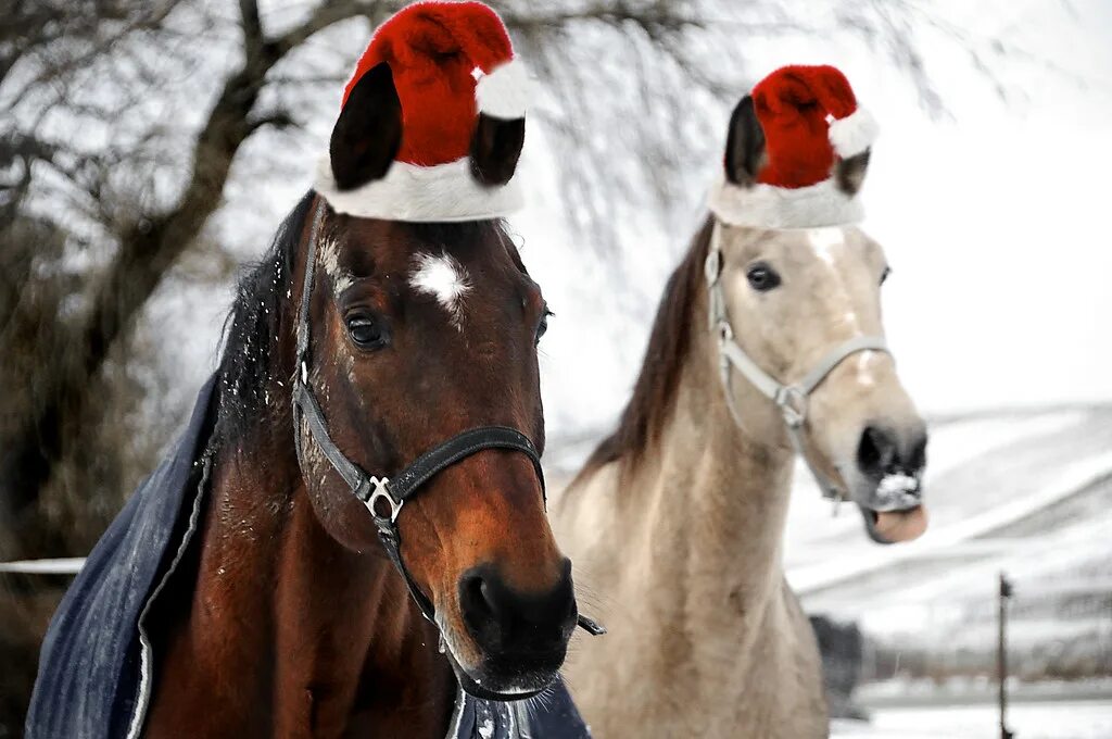 Новогодние лошадки. Christmas horse. Конь нарядный. Новогодние картинки с лошадьми. Лошадь новый год.