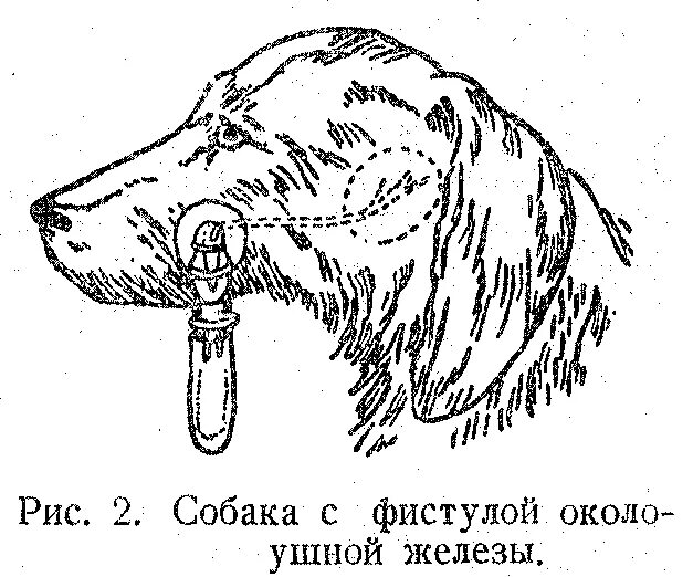 Можно ли собакам давать рис. Рис 102 собака с фистулой. собака с фистулой на слюнной железе.