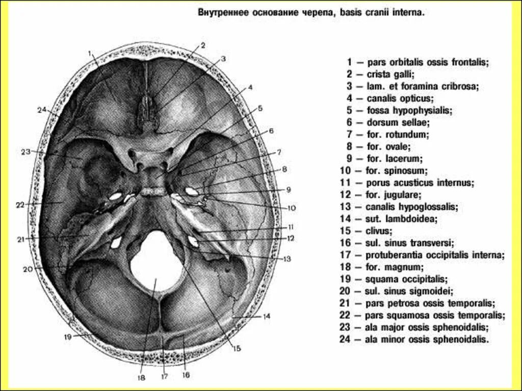 Области основания черепа. Основание черепа Черепные ямки. Основание черепа сбоку. Строение черепа вид снизу вид изнутри. Внутреннее основание черепа яремное отверстие.