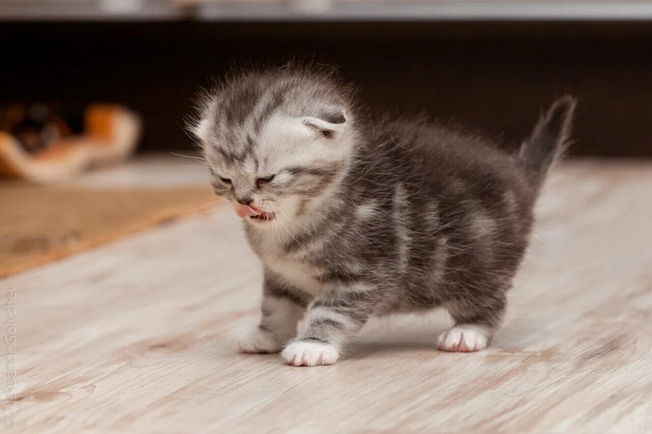 Маленькие котята шотландские вислоухие. Шотландская вислоухая кошка маленький. Скоттиш фолд котята. Скоттиш фолд котята. Шотландские вислоухие котята.