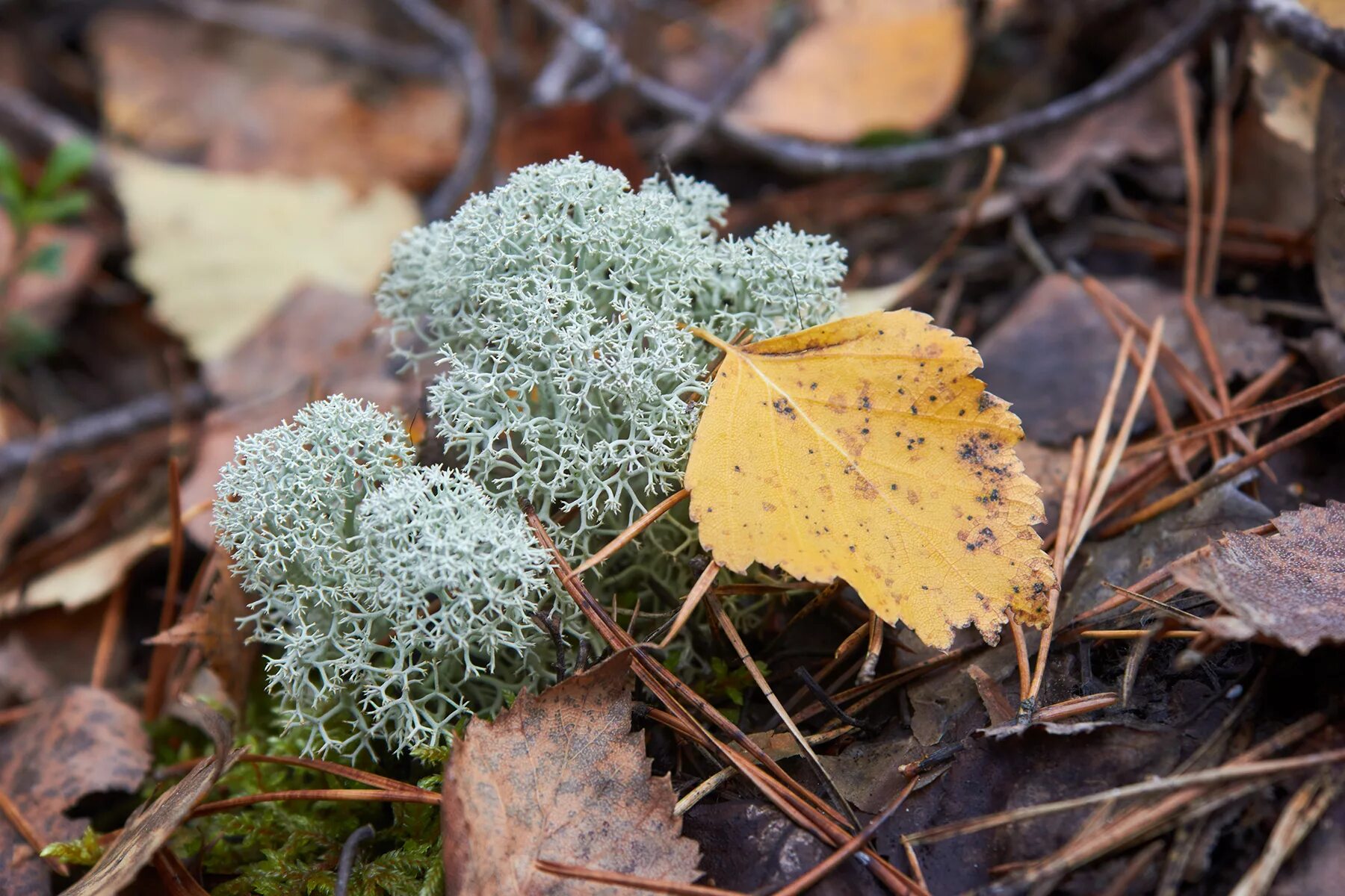 Кладония ягель. Северный мох ягель. Мох forest green. Поляна с ягелем. Антоцеротовые мхи.
