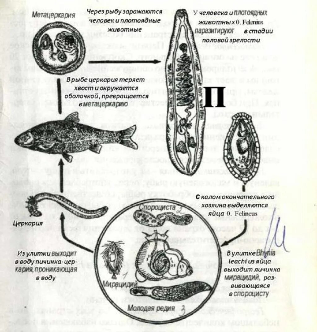 Кошачья двуустка какое развитие. Жизненный цикл Сибирского сосальщика. Цикл развития Сибирского сосальщика. Кошачья двуустка жизненный цикл. Кошачий, Сибирский сосальщик жизненный цикл.