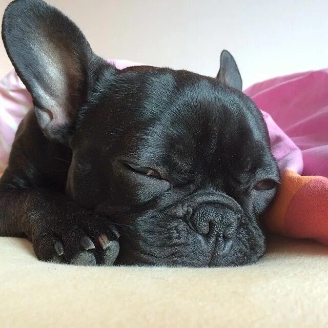 Длинношерстный французский бульдог. Французский бульдог гладкошерстный. Лиловый мерль французский бульдог. Французский бульдог мини. Длинношерстный французский бульдог флаффи.