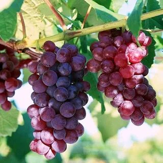 Сорт винограда 3 1