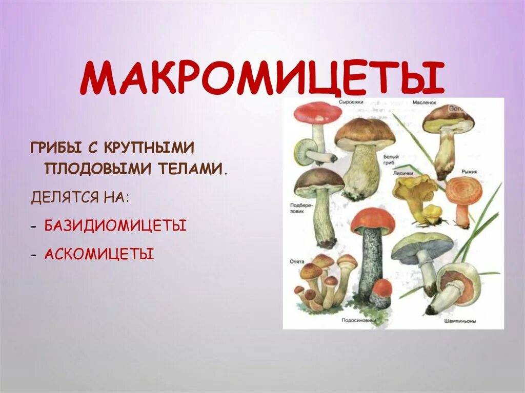 На какие группы делятся грибы по строению. Грибы делятся на. макромицеты и микромицеты. макромицеты грибы примеры.