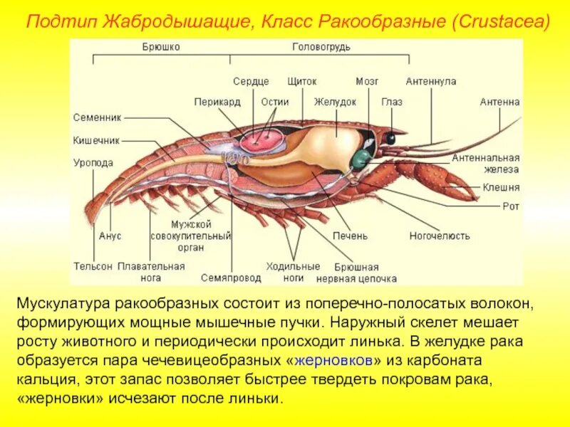 Тело рака разделено. Строение сердца ракообразных. Нервная система ракообразных 7 класс. Строение систем ракообразных. Поджелудочная железа у ракообразных.