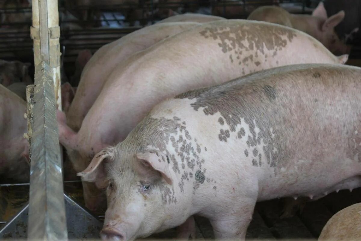 Свинка кожа. Цирковирус свиней дерматиты. Цирковирусная инфекция свиней.