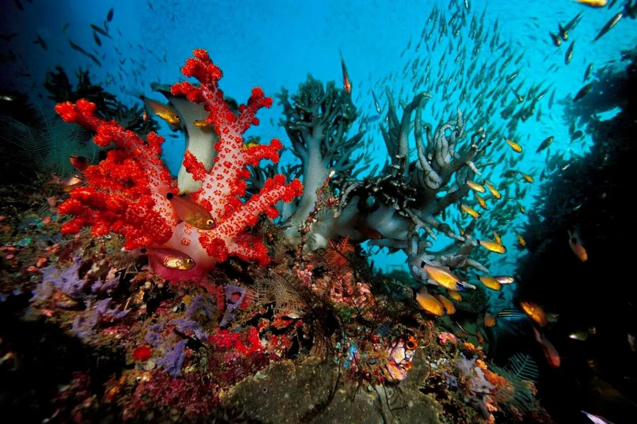 Обитатели кораллового рифа. Кипр коралловые рифы. Кораллы в Шарм Эль Шейхе. Коралловый риф в Шарм Эль Шейхе. Рас Мухаммед Шарм-Эль-Шейх.