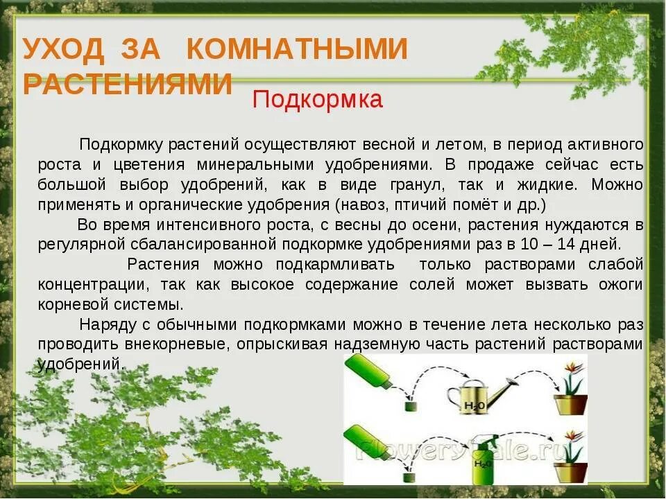 Можно ли проводить подкормку. Полива и подкормки комнатных растении. Поливы и подкормки комнатных растений. Проведение подкормки растений.. Схема удобрений комнатных растений.