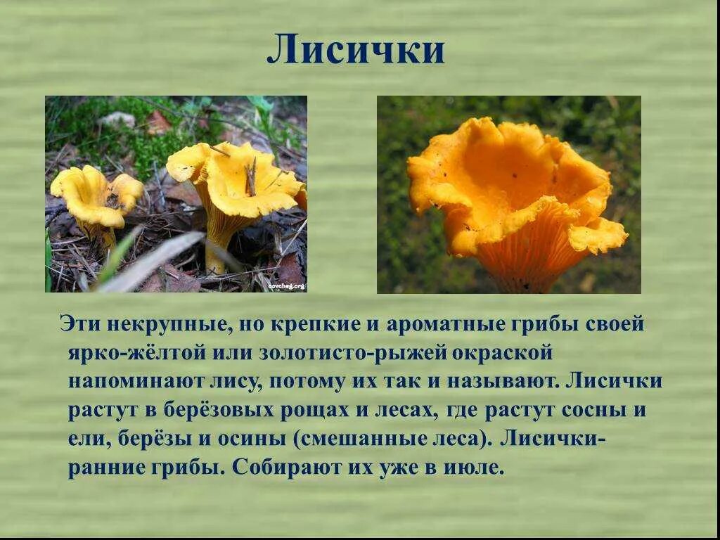 Сообщение о лисичках. Гриб лисичка описание. описание грибов лисичек. сообщение о грибе лисичка. сообщение о грибе лисичка 2 класс.