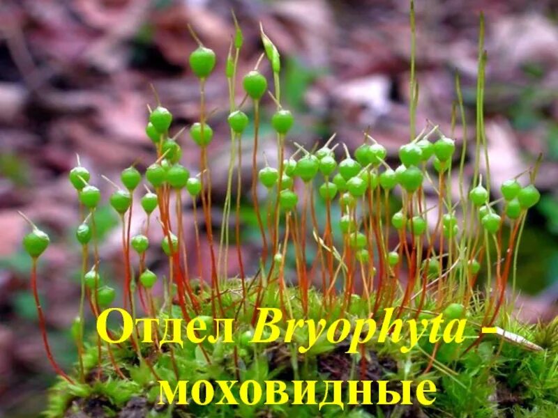 Урок биологи № 6 Определение отличительных признаков отделов растений. - смотрет