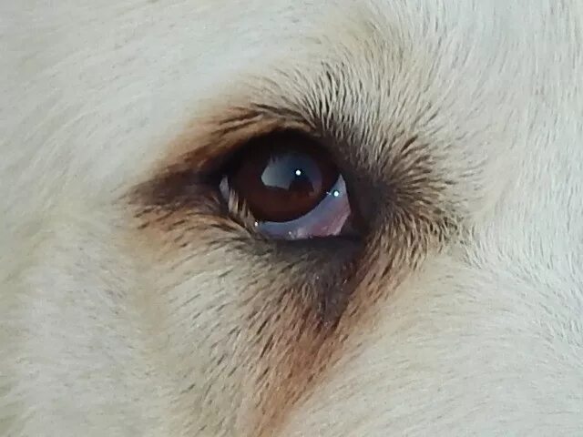 Plik:Ectropion.JPG - Wikipedia, wolna encyklopedia