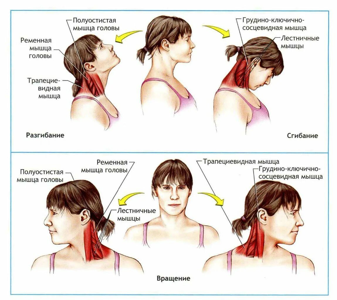 Не могу повернуть шею сильная. Растяжка лестничных мышц шеи. Упражнения для мышц шеи. Упражнение для мышц шеиэ. Упражнения для мышц затылка и шеи.