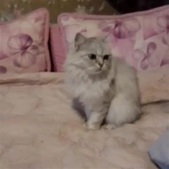 Задорные котята. Авито животные. Кошки в добрые руки михайловка волгоградская обл. Авито волжский кошек. Авито волжский кошек.