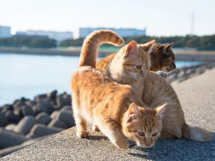 Row cats