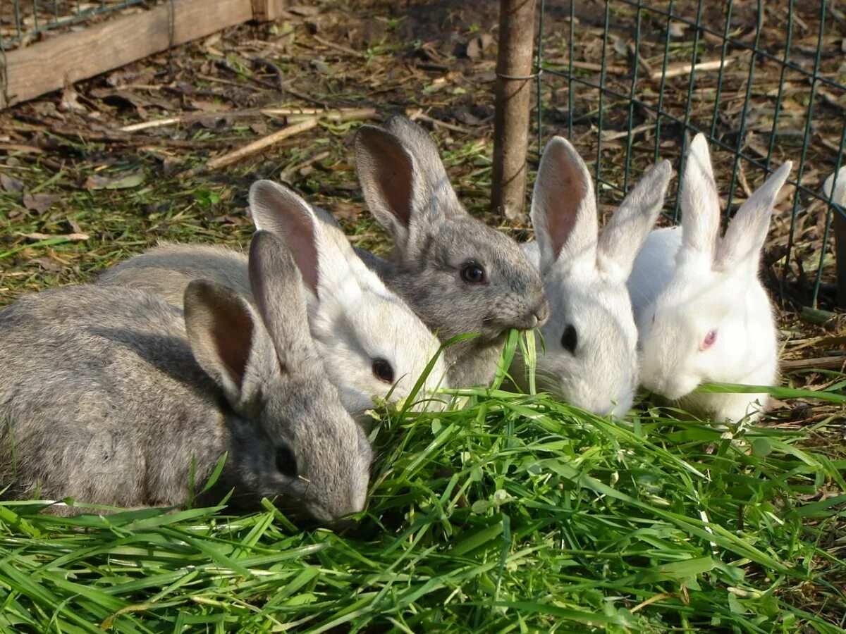 Six rabbits