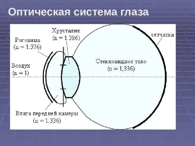 Расположение структур в оптической системе глаза Какой элемент оптической системы глаза формирует изображение предмета и где