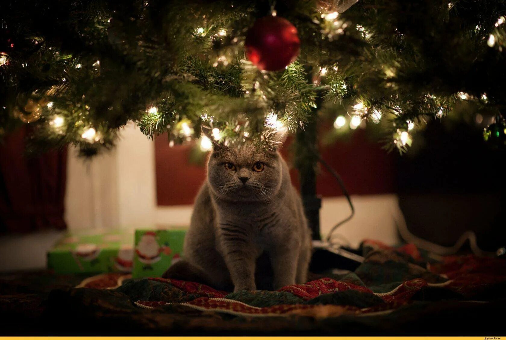 Кот празднует новый год. Новогодние коты. кот и елка. кошки новый год. кот и новогодняя елка.