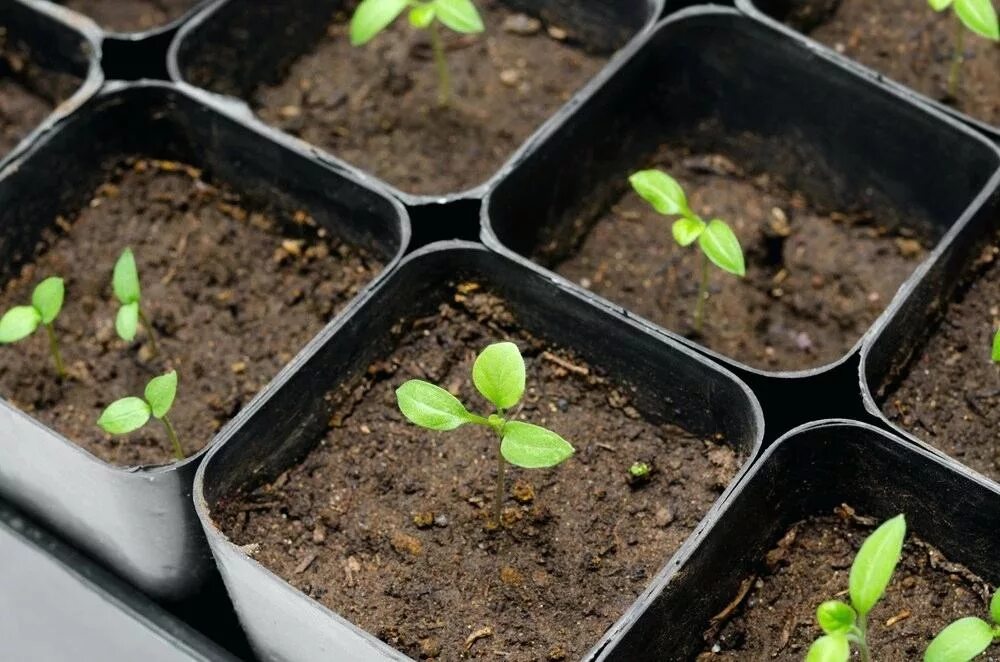 Посадить рассаду под. Рассада в яичной упаковке. Рассада в ячейках из-под яиц. Рассада помидор,перцев,колеусов. Рассада.