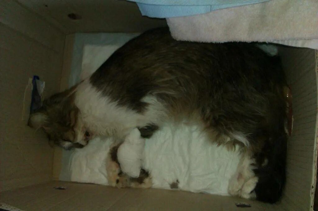Почему коты рвутся. Почему коты рвутся