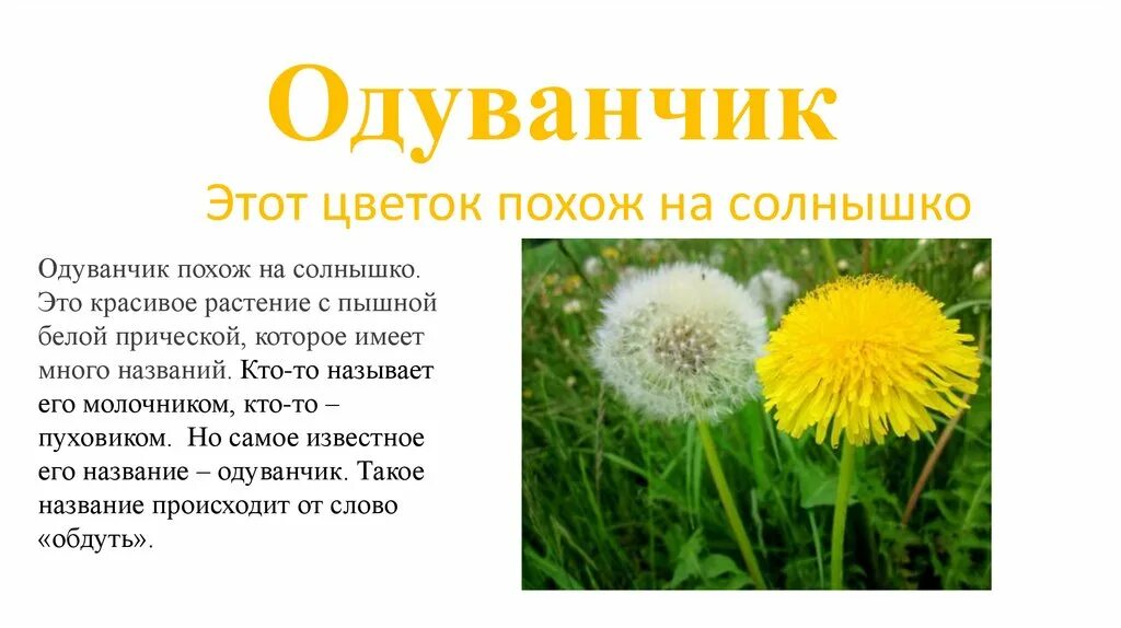 Одуванчик произведение 2 класс. Рассказать о одуванчике. Легенда про одуванчик для детей. Одуванчик описание. Рассказ об одуванчике для дошкольников.