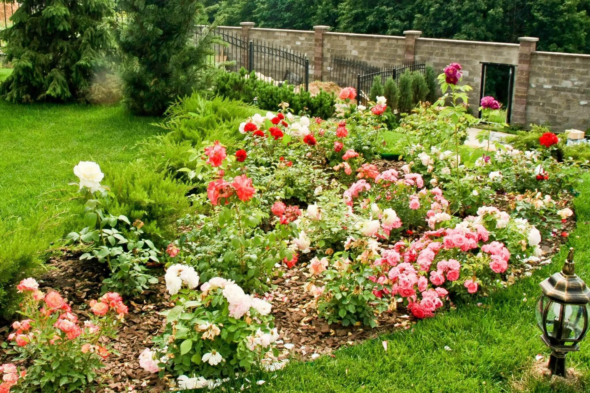 Лучшие розы для сада. Клумба с почвопокровными розами. Почвопокровные розы в миксбордере.