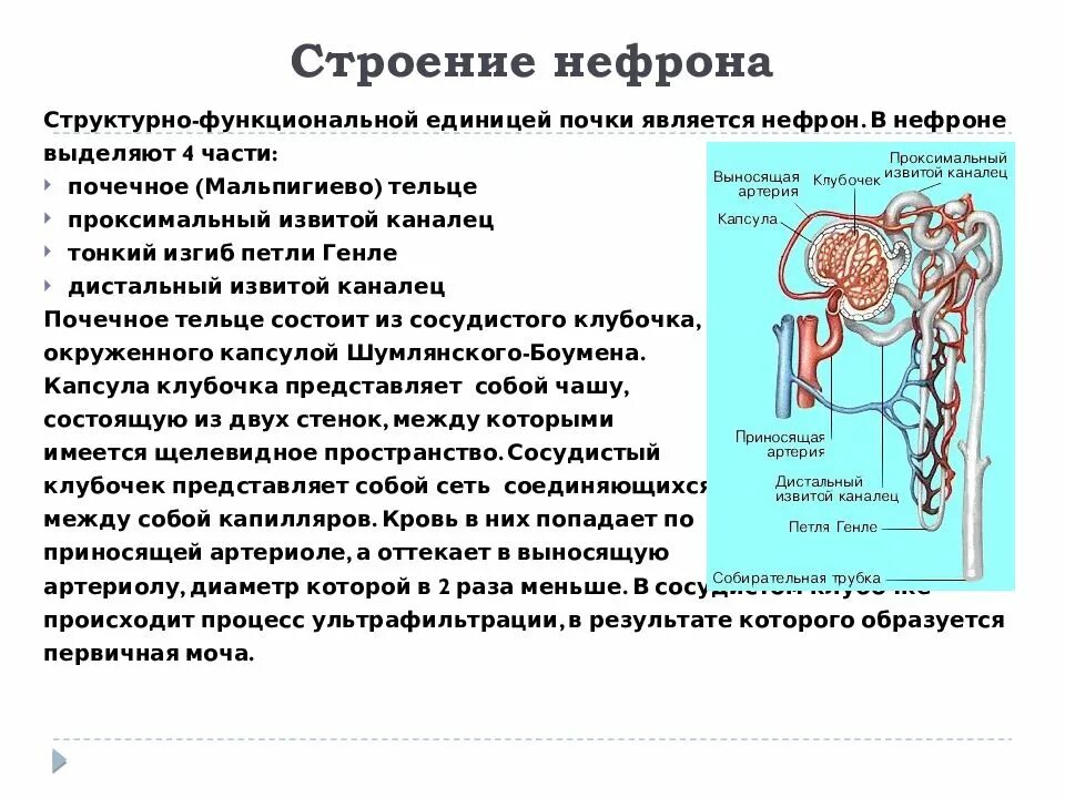 В чем особенность строения капсулы нефрона. Извитой каналец структура нефрона. Строение нефрона извитой каналец. Каналец нефрона функция. Выделительная система строение нефрона.