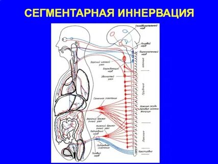 Внутренние органы иннервирует