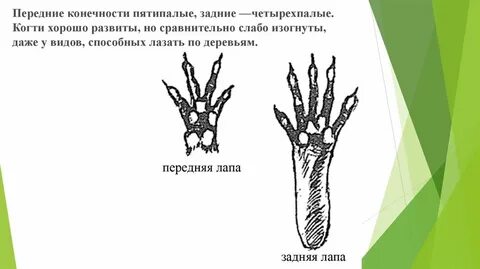 Млекопитающие пятипалые конечности