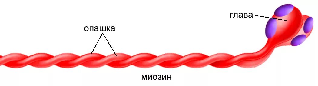 Белок миозин 2. Строение белка миозина. Белок миозин строение. Молекула миозина. Миозин полимер.