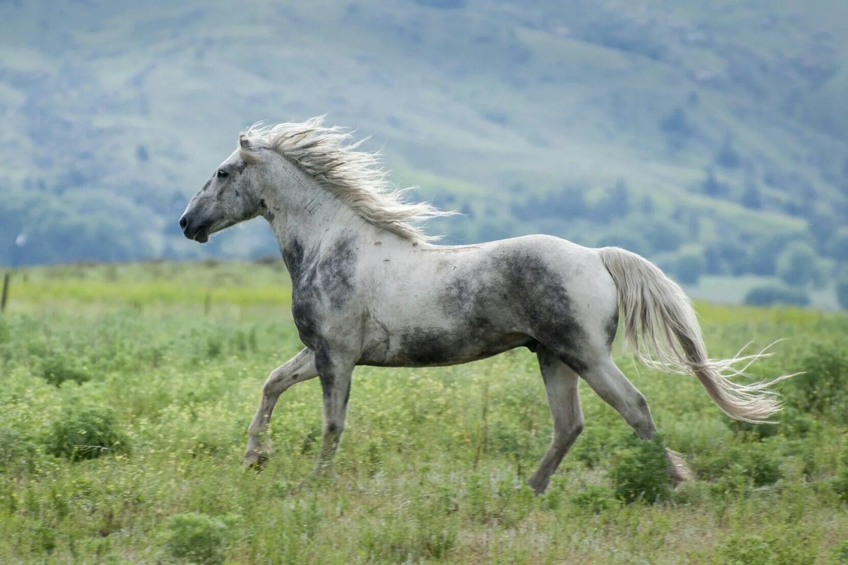 Called horse. Лошадь породы Мустанг. Мышастый Мустанг. Мустанг одичавшая лошадь. Американский Мустанг лошадь.