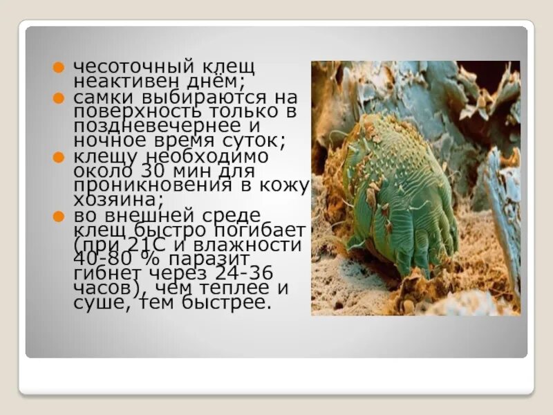 Сколько живет чесоточный клещ вне тела. Клещи чесоточный зудень. Чесоточный зудень основной хозяин. Сколько живет чесоточный клещ вне тела. Сколько живет чесоточный клещ вне тела.