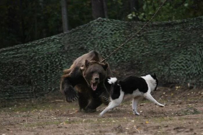 Карл фридрих дейкер картины. Охота травля зверя без собаки. Охота травля зверя без собаки. Собака на охоте. Охота травля зверя без собаки.